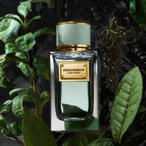 Nước Hoa Dolce Gabbana Velvet Infusion EDP