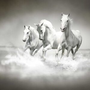 Nước Hoa Lattafa Maahir Honor Eau De Parfum